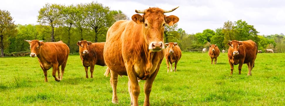 article moins d evache abattoir